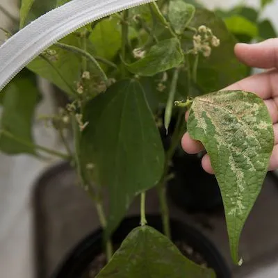 thumbnail for publication: Florida Plant Disease Management Guide: Beans